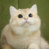 ブリティッシュショートヘア