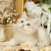 ブリティッシュショートヘア