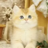ブリティッシュショートヘア