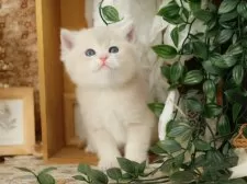 ブリティッシュショートヘア【東京都・男の子・2025年8月4日・ブルーゴールデン】の写真2