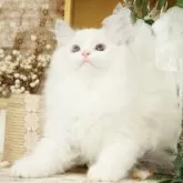 ラグドール【東京都・女の子・2025年4月11日・ブルーリンスクポイントバイカラー】の写真2