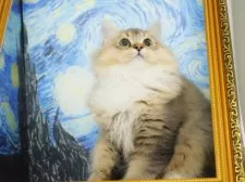 ミックス【東京都・男の子・2024年9月29日・ゴールデンバイカラー】の写真2