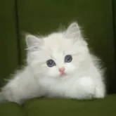 ラグドール【東京都・男の子・2025年2月27日・ブルーリンクスポイントバイカラー】の写真3