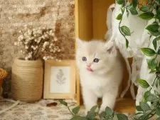 ブリティッシュショートヘア【東京都・女の子・2025年8月4日・ブルーゴールデン】の写真3