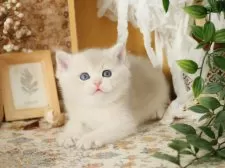 ブリティッシュショートヘア【東京都・男の子・2025年8月4日・ブルーゴールデン】の写真4