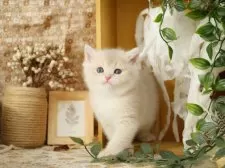 ブリティッシュショートヘア【東京都・女の子・2025年8月4日・ブルーゴールデン】の写真6