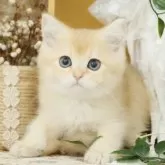 ブリティッシュショートヘア【東京都・男の子・2025年4月15日・ゴールデン】の写真6