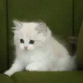 ラグドール【東京都・男の子・2025年2月27日・ブルーリンクスポイントバイカラー】の写真6