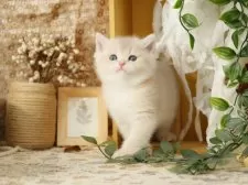 ブリティッシュショートヘア【東京都・女の子・2025年8月4日・ブルーゴールデン】の写真7