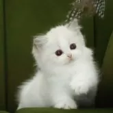 ラグドール【東京都・女の子・2025年2月27日・ブルーリンクスポイントバイカラー】の写真7