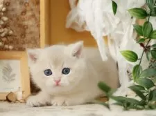 ブリティッシュショートヘア【東京都・男の子・2025年8月4日・ブルーゴールデン】の写真8