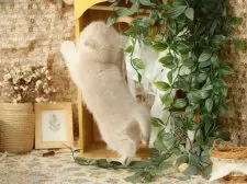 ブリティッシュショートヘア【東京都・女の子・2025年8月4日・ブルーゴールデン】の写真8