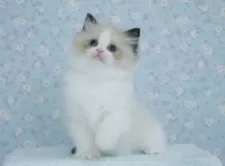 ラグドール【東京都・女の子・2025年5月23日・シールポイントバイカラー】の写真9