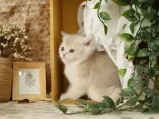 ブリティッシュショートヘア【東京都・女の子・2025年8月4日・ブルーゴールデン】の写真9