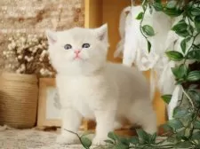 ブリティッシュショートヘア【東京都・男の子・2025年8月4日・ブルーゴールデン】の写真9