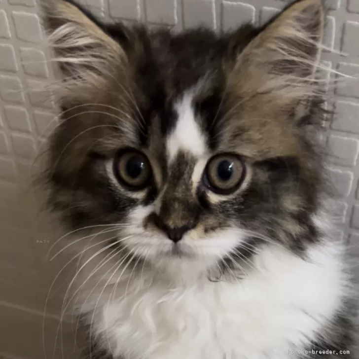 ID:2407-02875の子猫