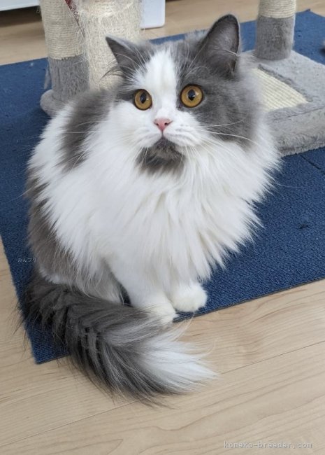 ラガマフィン【・女の子・2022年3月27日・ブルータビー&amp;ホワイト】