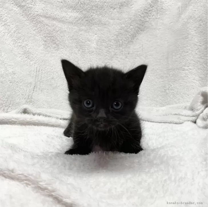 ID:2401-02331の子猫