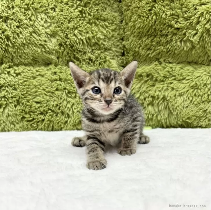 ID:2407-02563の子猫
