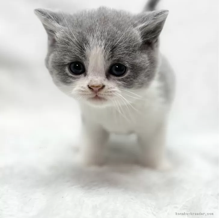 ID:2402-02091の子猫