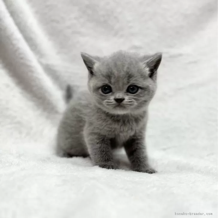 ID：2402-02097の子猫