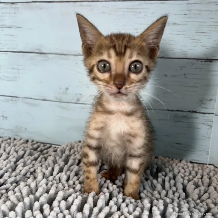 ID：2308-01401の子猫
