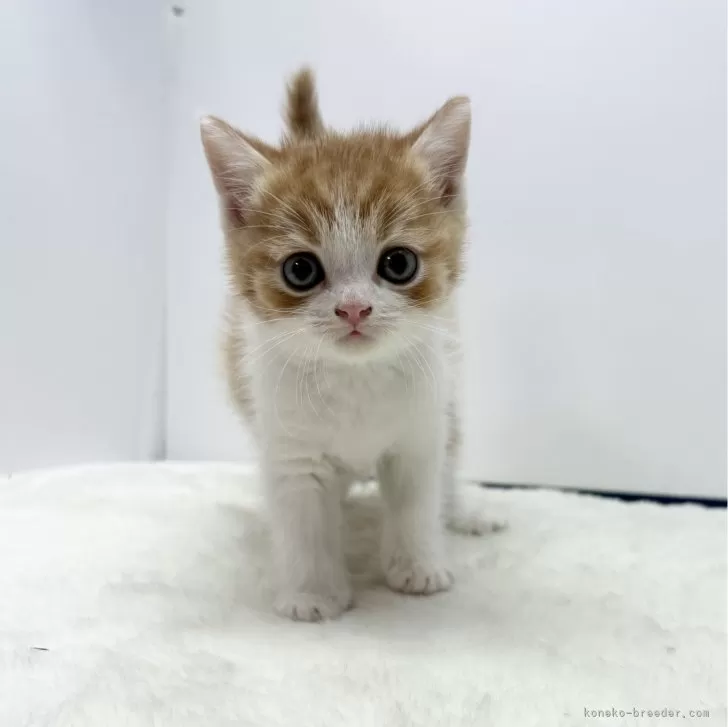 ID：2405-02971の子猫