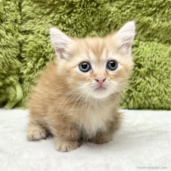 ID:2412-01388の子猫