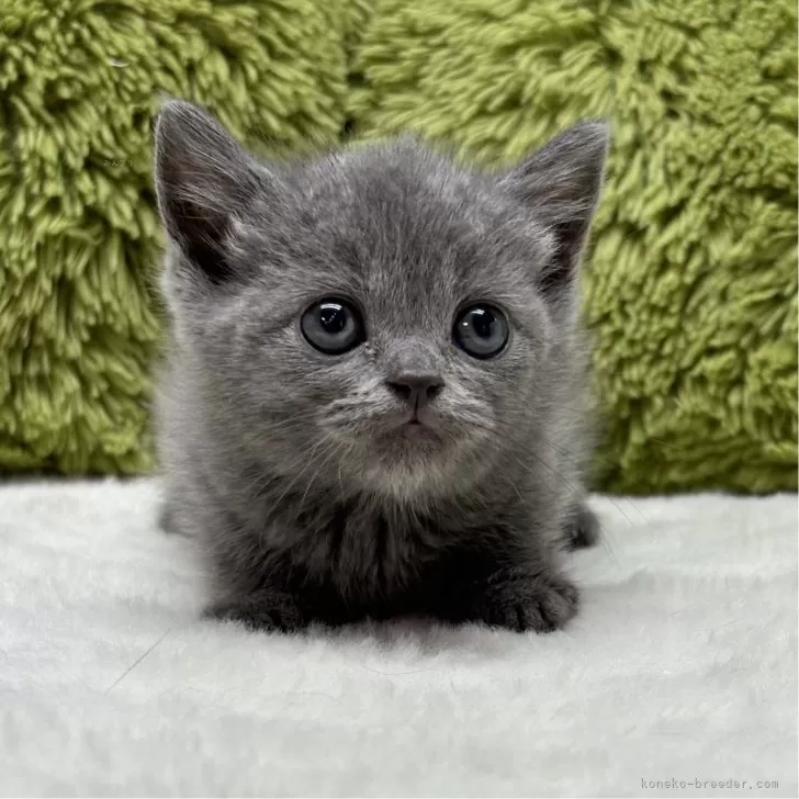 ID：2410-02280の子猫