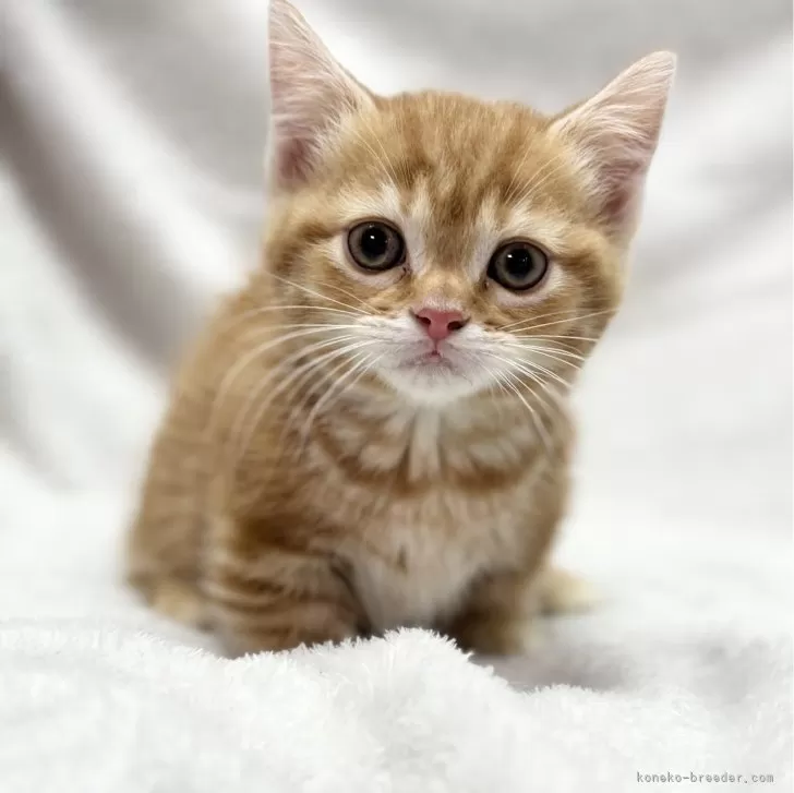 ID:2403-00756の子猫