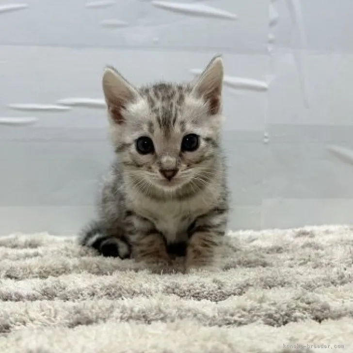 ID:2312-01065の子猫