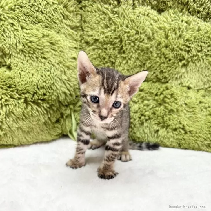 ID：2409-02471の子猫