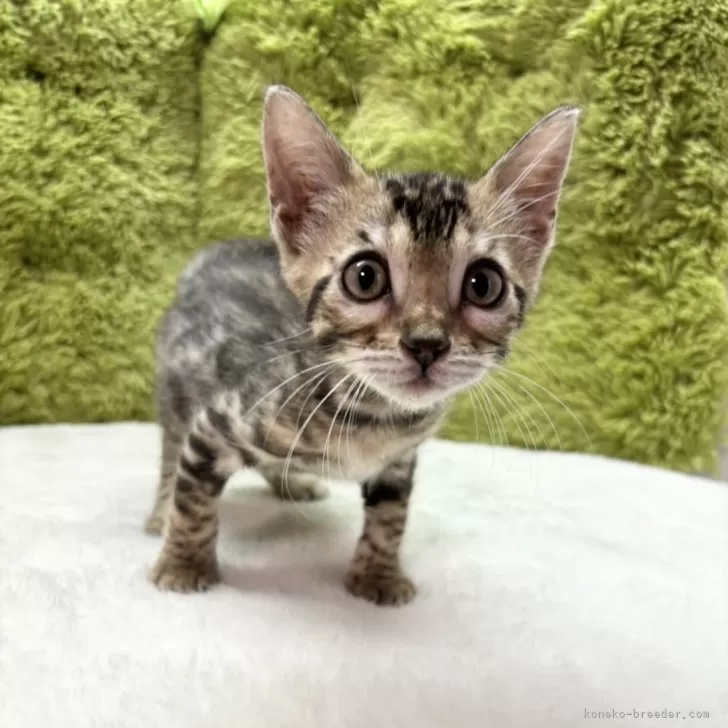 ID:2405-00691の子猫