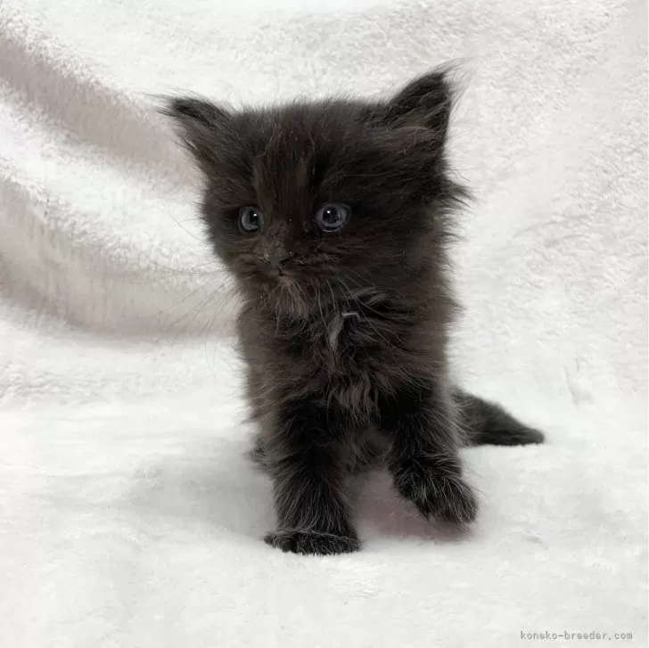 ID：2401-00101の子猫