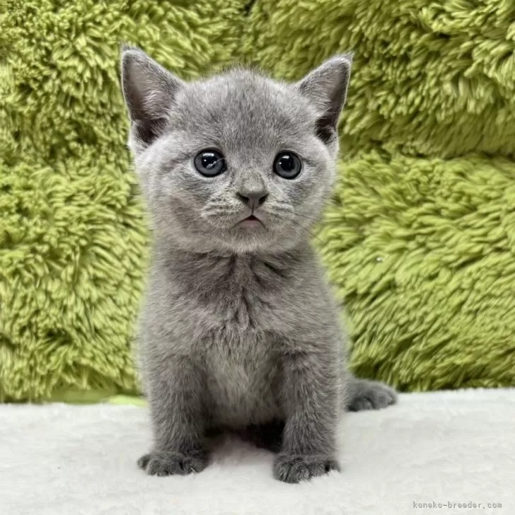 ID:2407-02349の子猫