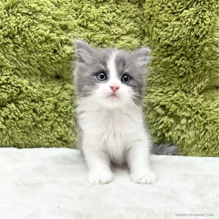 ID:2406-02892の子猫