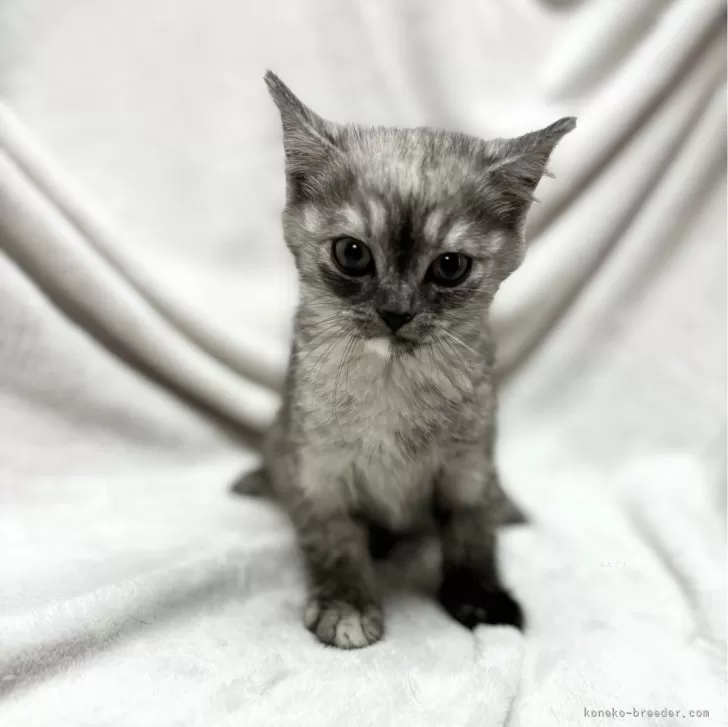 ID：2403-02233の子猫