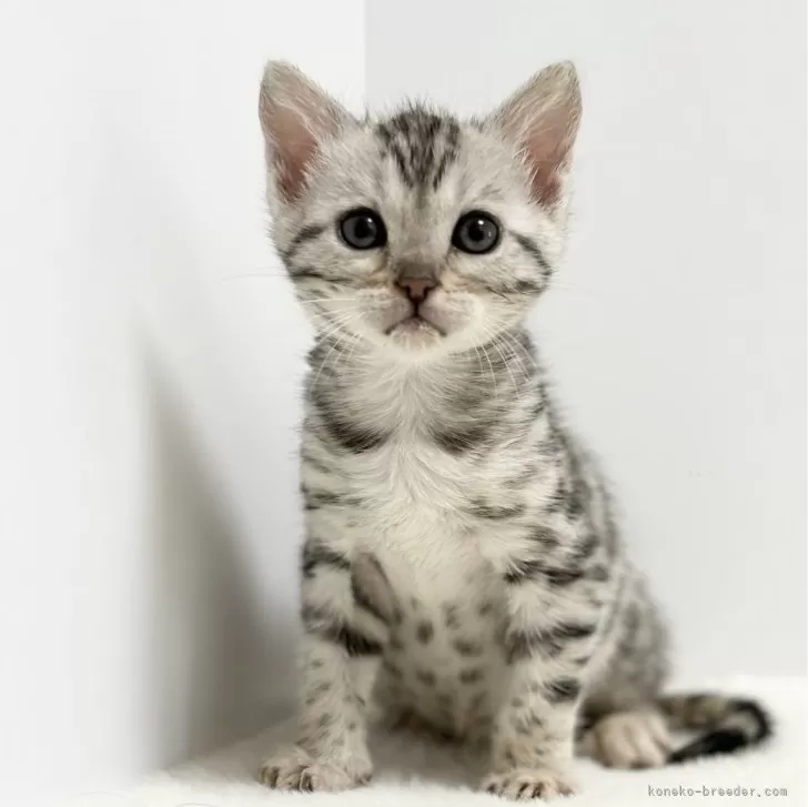 ID:2402-02143の子猫