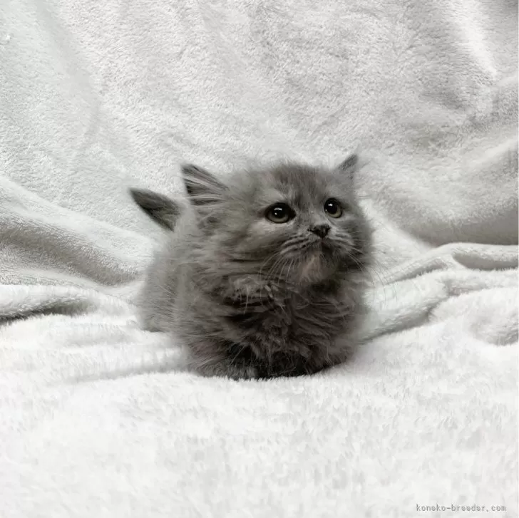 ID:2401-00104の子猫