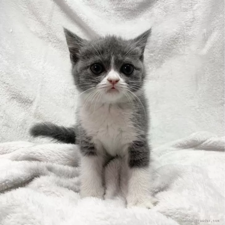ID：2312-02898の子猫