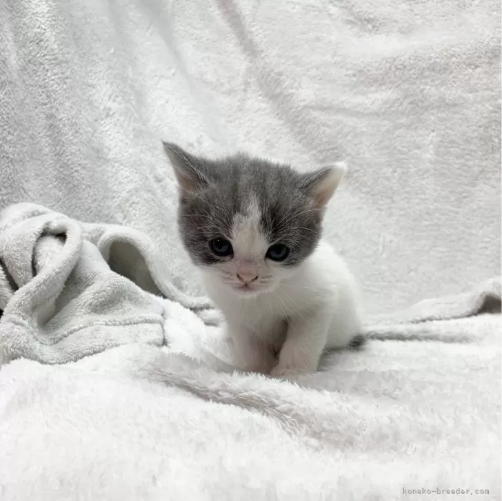 ID:2401-02341の子猫