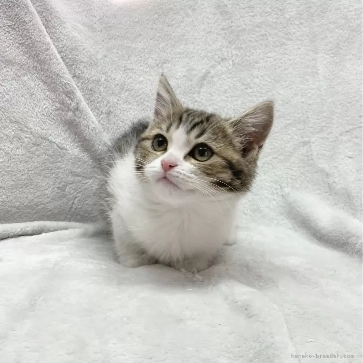 ID:2310-01361の子猫