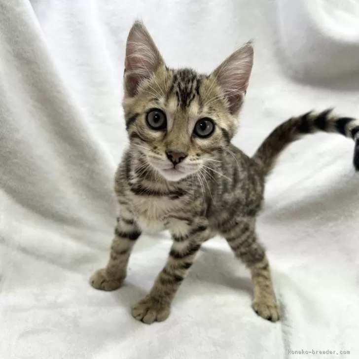 ID:2403-02222の子猫
