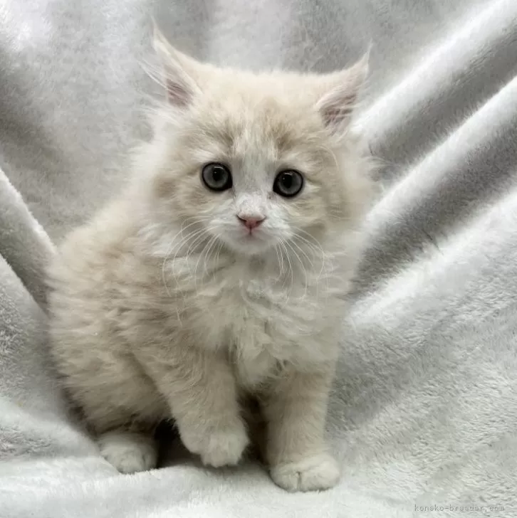 ID:2404-00624の子猫
