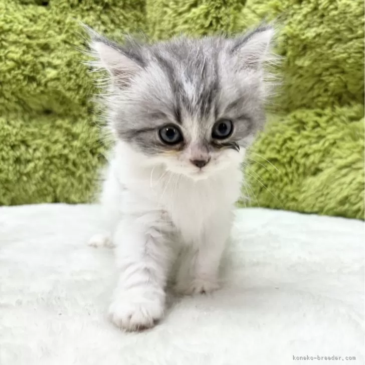 ID:2406-02889の子猫
