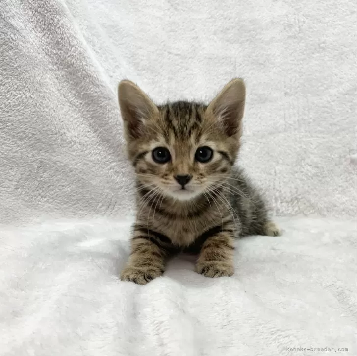 ID:2401-01094の子猫