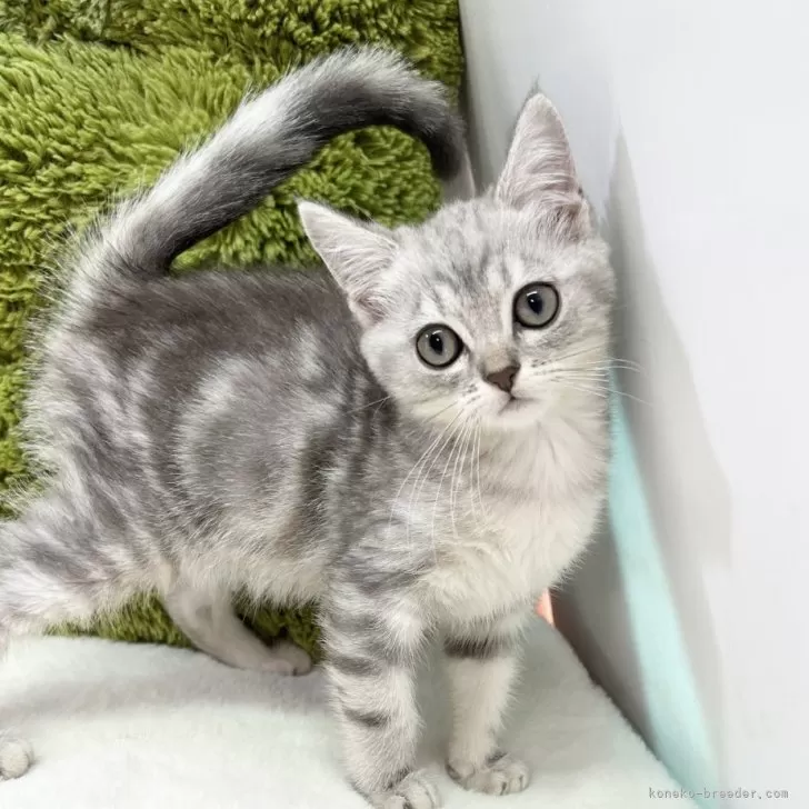 ID:2408-01717の子猫