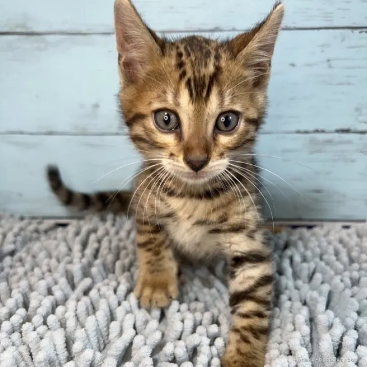 ID:2308-02872の子猫
