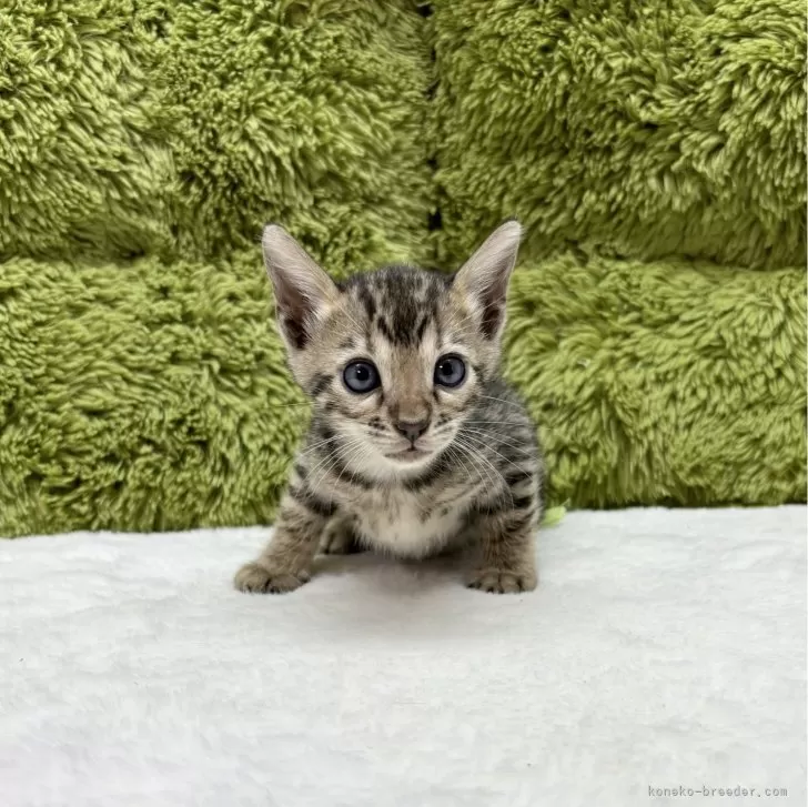 ID:2407-02568の子猫