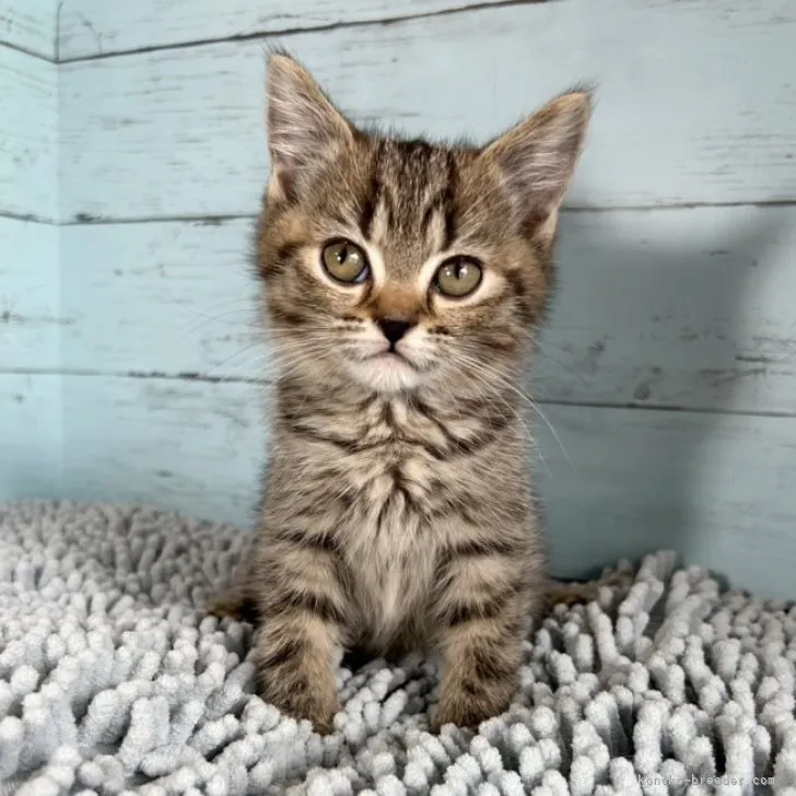 ID：2308-01792の子猫